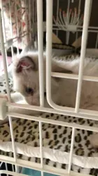 村山 博 一 ブリーダー 猫から迎える！信頼できる最高の家族を見つける絶対秘訣
